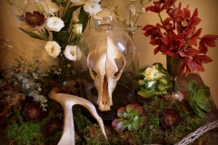 Skull and bones. Desert finds juxtaposed with flowers